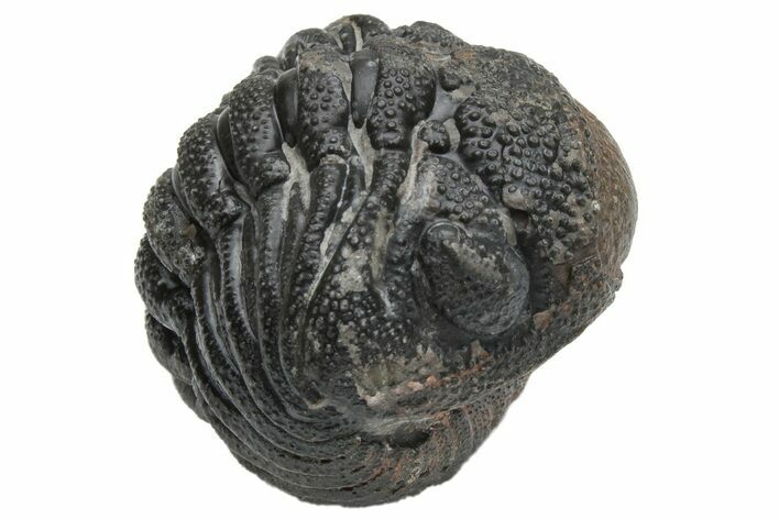 Wide, Enrolled Morocops Trilobite - Morocco #224106